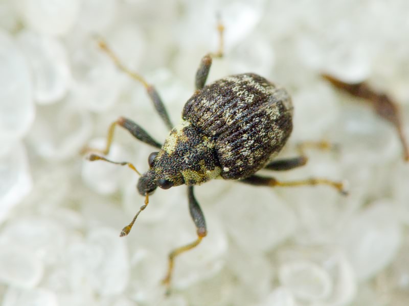 Pelenomus commari (Panzer, 1795)